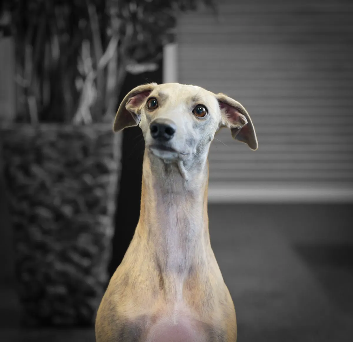 Suki, Bürohund bei REFINE.STYLING